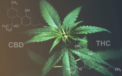 Diferencias y similitudes entre el CBD y el THC